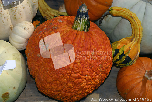 Image of Pumpkins