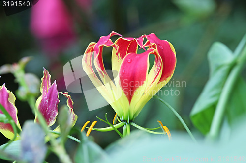 Image of flower with red petals