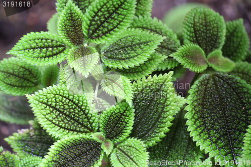 Image of pilea mollis