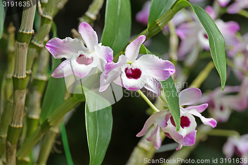 Image of three orchids with pink and white color