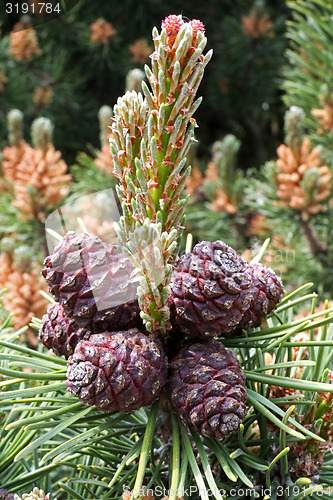 Image of pinus mugo