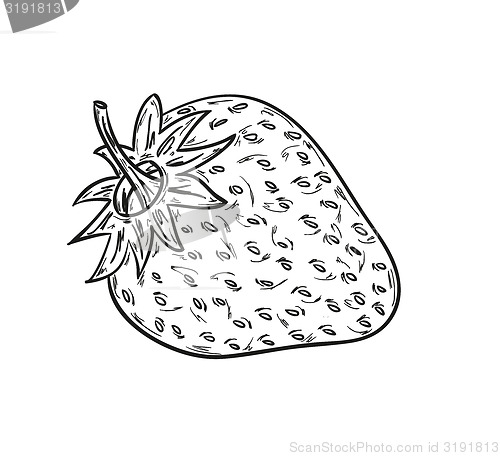 Image of sketch of the strawberry