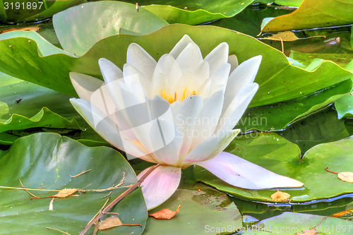 Image of white waterlily and many green leaves