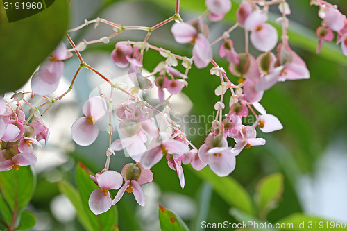 Image of flower with pink petals