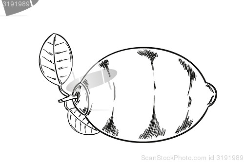Image of lemon sketch