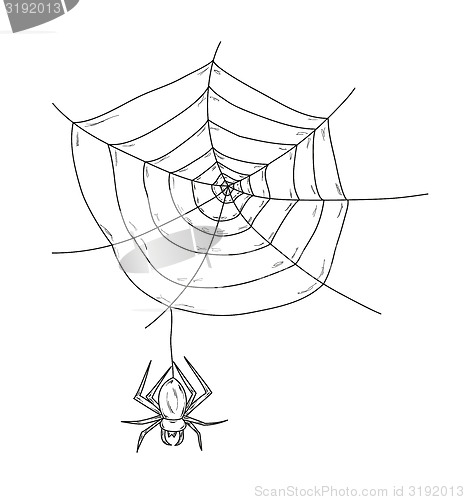 Image of spider web and spider
