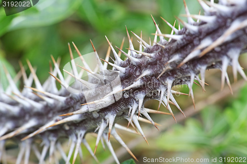 Image of spines of the cactus