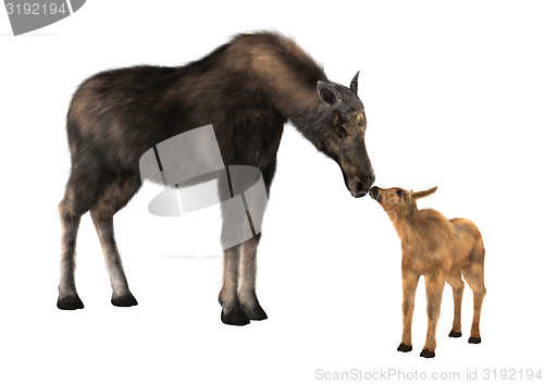 Image of Female Moose and Calf