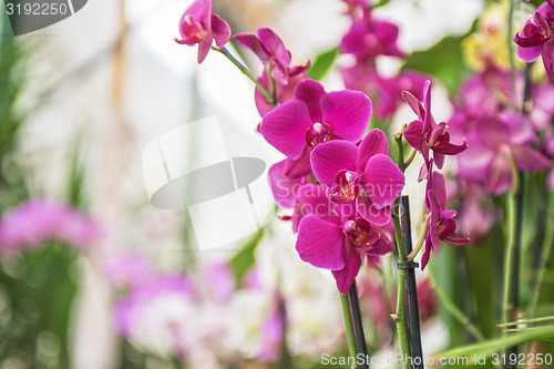 Image of orchids 