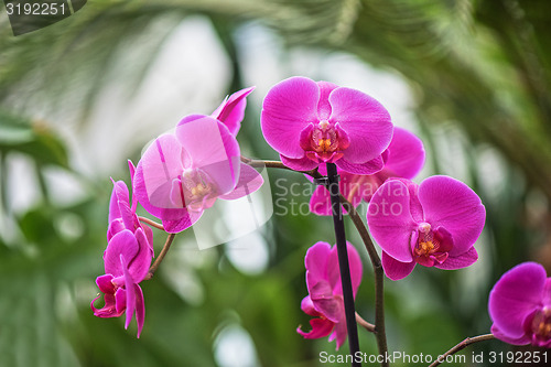 Image of orchids 
