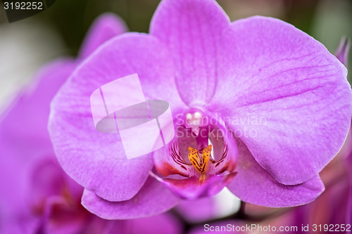 Image of orchids 