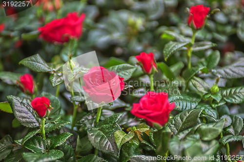 Image of Beautiful red rose