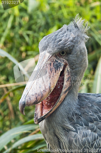 Image of Shoebill 