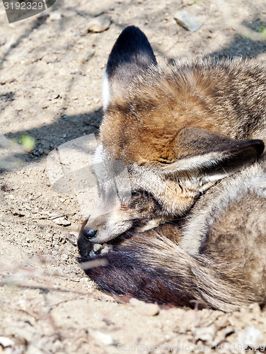 Image of Bat-eared fox