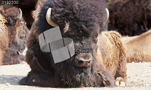 Image of Bison