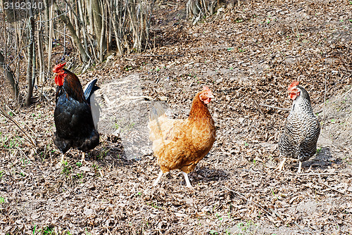 Image of Rooster and hens 