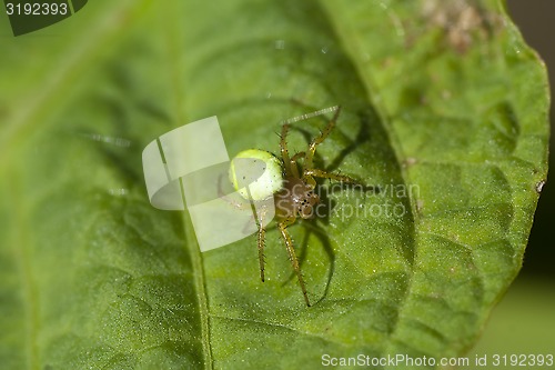 Image of spider