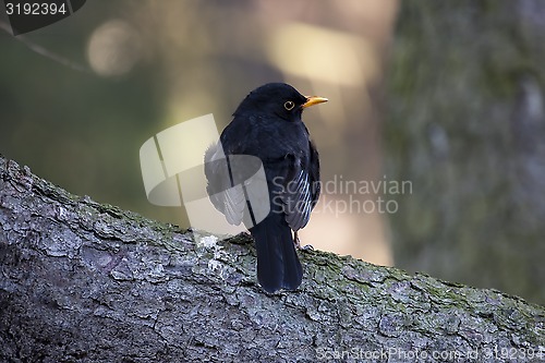 Image of blackbird