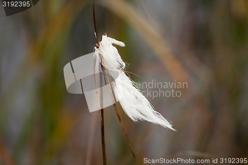 Image of cottongrass