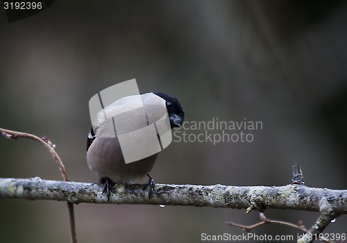 Image of female bullfinch