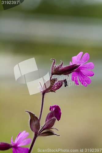 Image of red campion