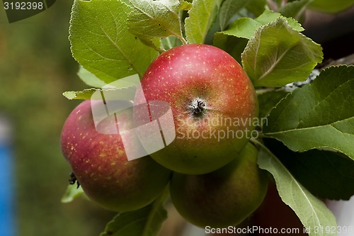 Image of apples