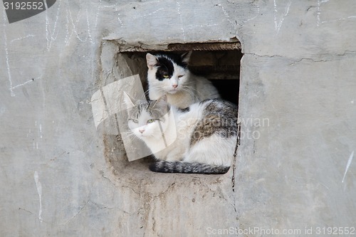 Image of Two street cats sit in square hole the wall