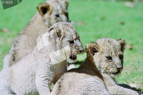 Image of baby lion cub