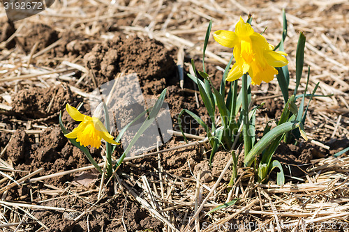 Image of young daffodils 