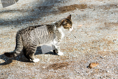 Image of Cat and mouse