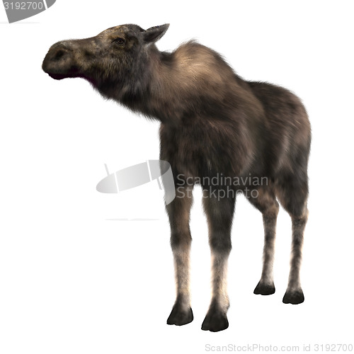 Image of Female Moose 