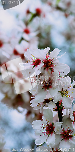 Image of Cherry Tree