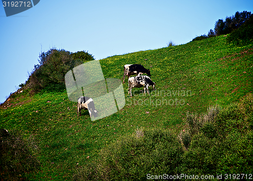 Image of Cows on Meadow