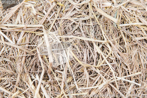 Image of dry grass or hay texture