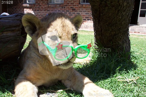 Image of baby lion cub