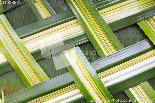 Image of green palm tree leaf grid texture