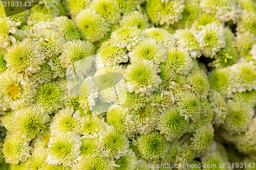 Image of beautiful chrysanthemums flowers