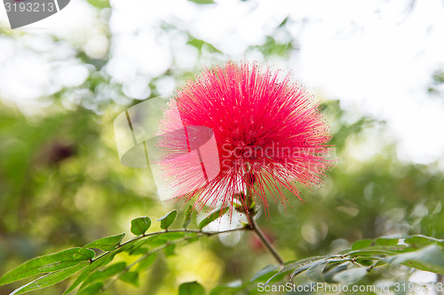 Image of beautiful exotic flower