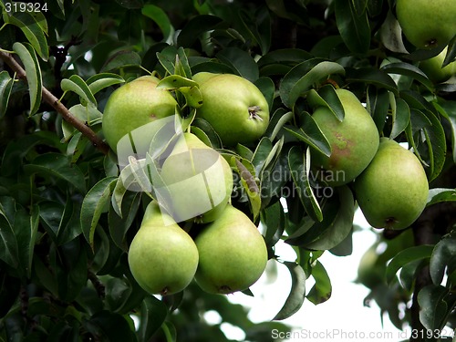 Image of Pear Tree