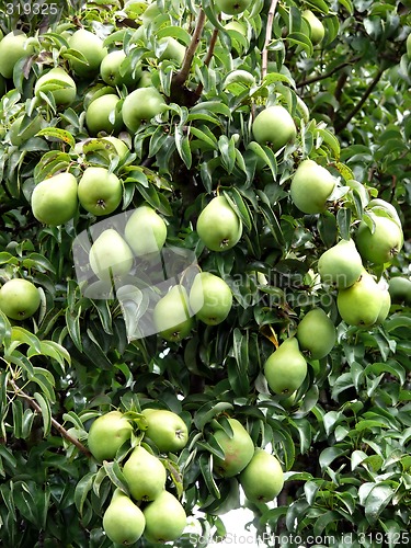 Image of Pear Tree