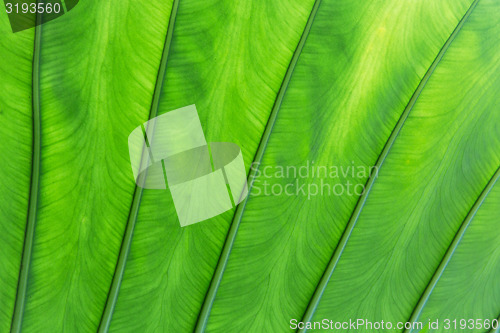 Image of green palm tree leaf