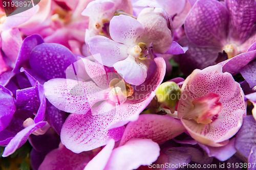 Image of beautiful orchid flowers