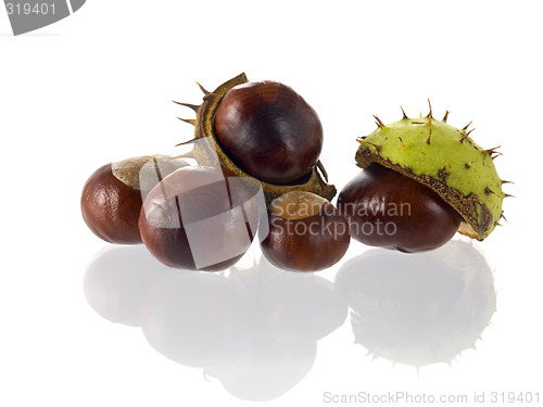 Image of chestnut