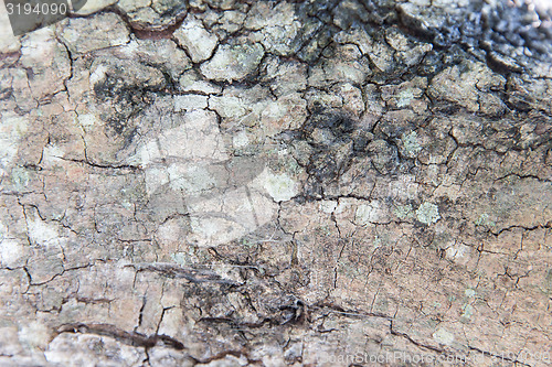 Image of tree trunk bark texture