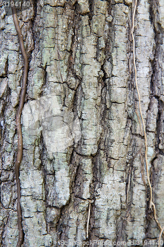 Image of tree trunk bark texture