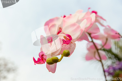 Image of beautiful orchid flowers