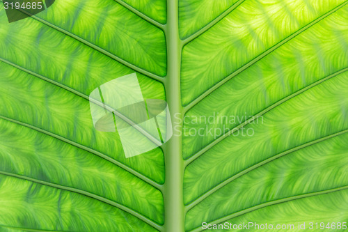 Image of green palm tree leaf