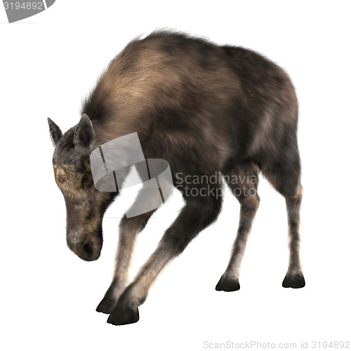 Image of Female Moose