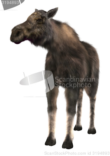 Image of Female Moose