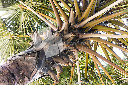 Image of Crown of tropical palm